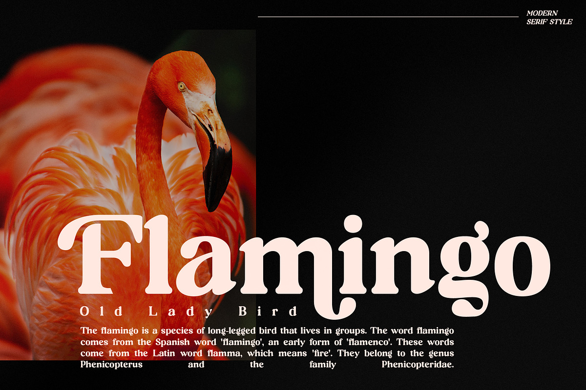 Richard Samuels Modern Serif Font, a Serif Font by Storytype Studio (Photo 3 of 15)