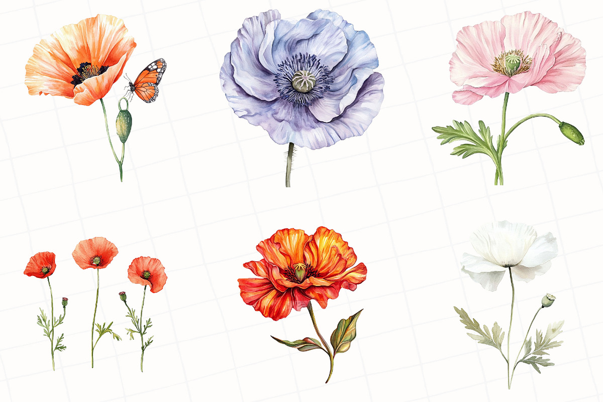 Watercolor Poppy Flower Clipart, an Illustration by OK Design (Photo 4 of 5)