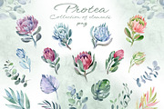 PROTEA watercolor flowers clipart, an Illustration by LenArt (Thumbnail 3 of 16)