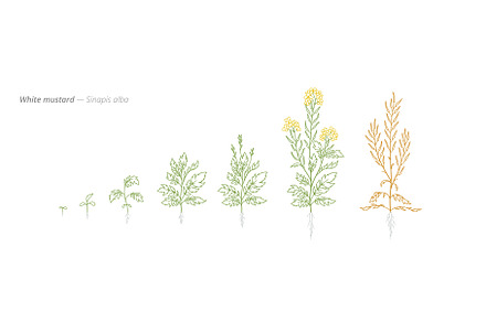 White Mustard Sinapis Alba Growth