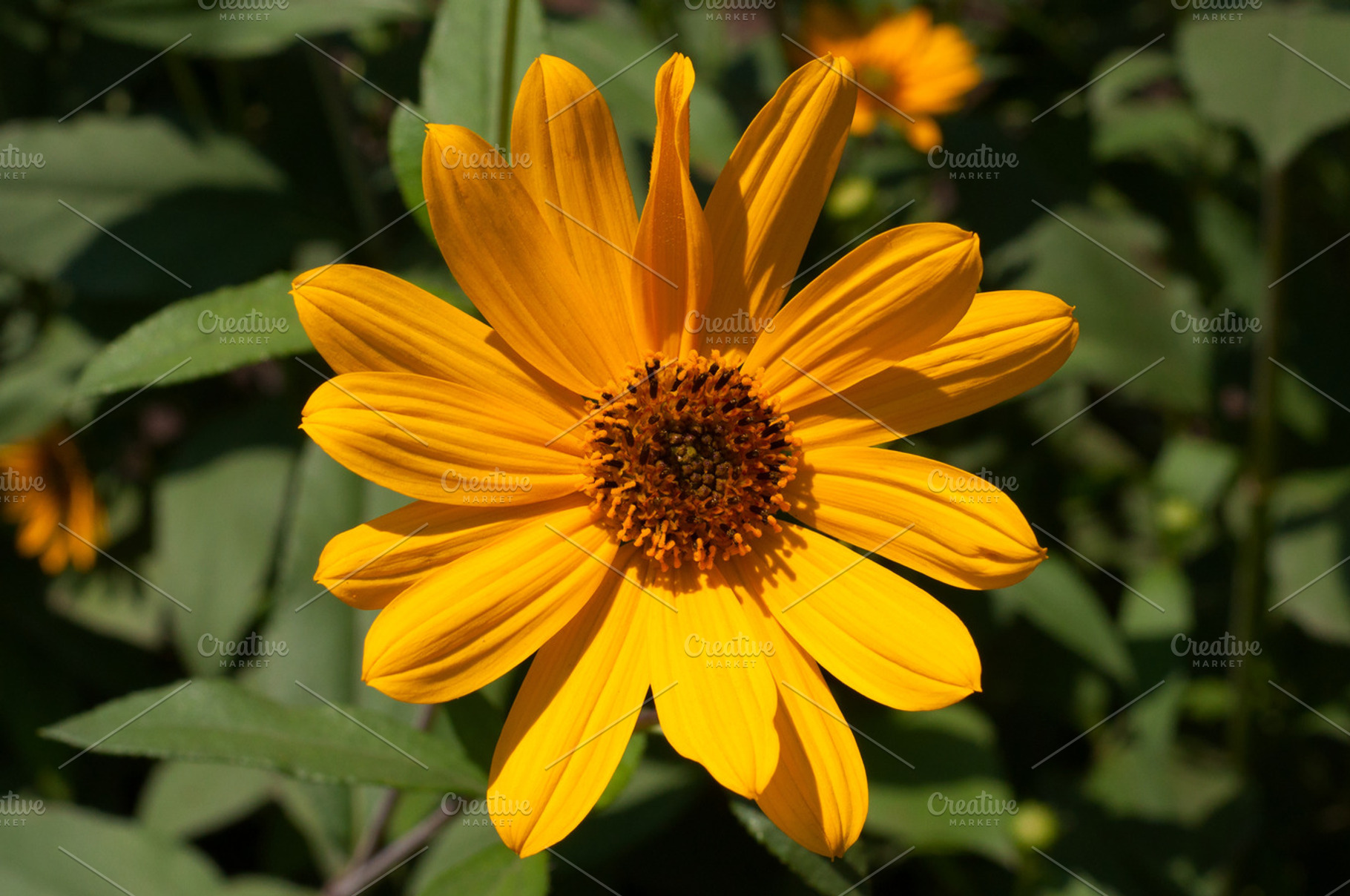 Yellow Flower
