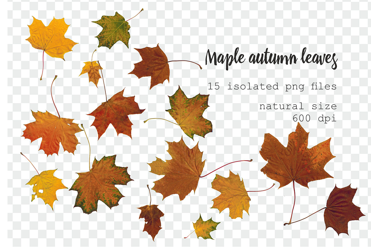 35 isolated autumn leaves png set, an Object Graphic by Lososenok (Photo 2 of 5)