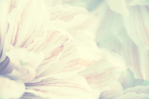 lilly flower