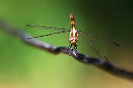 Dragonfly stock photo containing dragonfly and animal, an Animal Photo by VIBE Collective