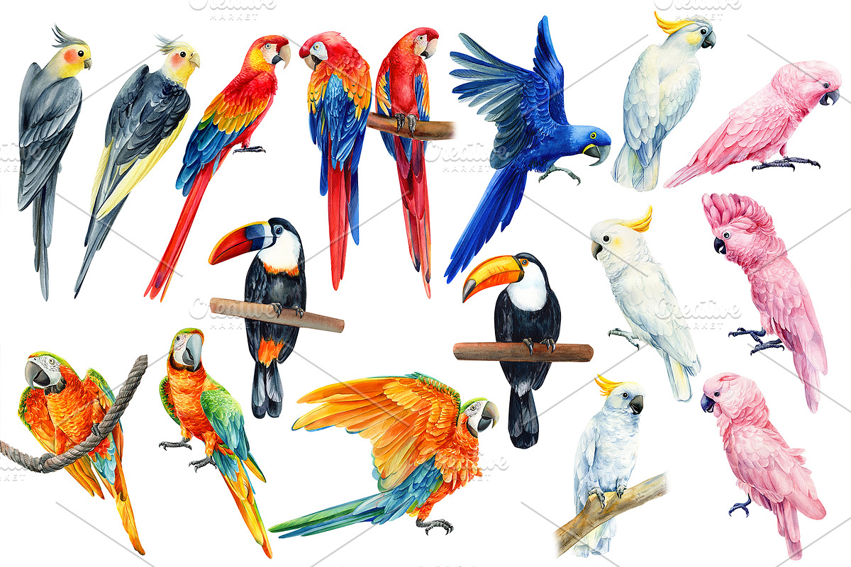 Tropical Birds, Watercolor painting, an Animal Illustration by Hanna Hryharenka (Photo 6 of 13)