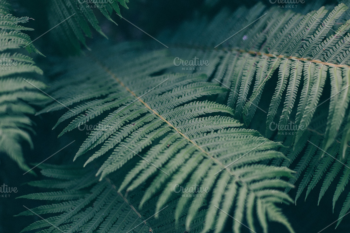 Fern stock photo containing fern and forest, a Nature Photo by Walking Blonde (Photo 2 of 2)