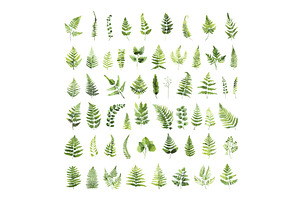 Ferns Watercolour Icons Set, an Object Illustration by LadadikArt
