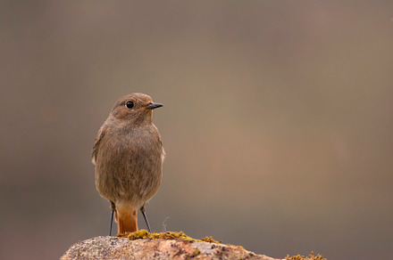 Female Common redstart in the forest., an Animal Photo by CreativePhotoSpain