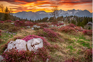 Heather flowers blooming at sunset, a Nature Photo by Nature and travel