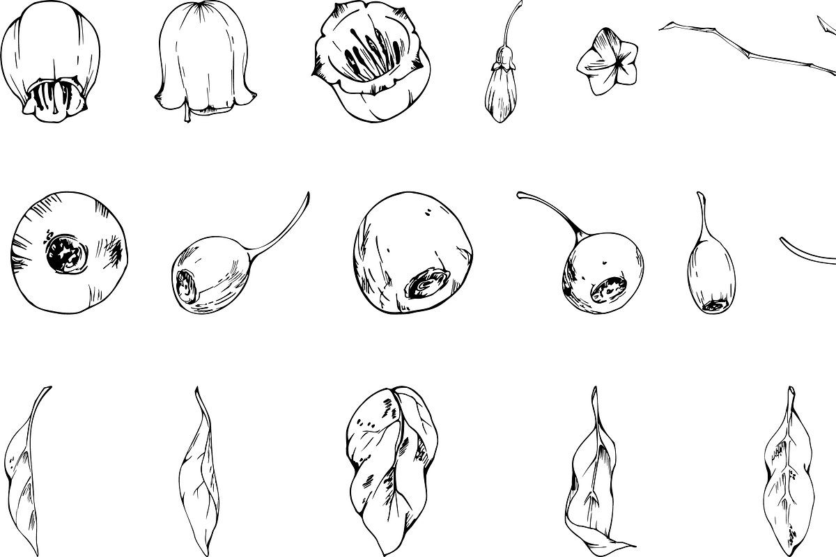 Inky huckleberry flowers, a Food Illustration by MsFlaffy (Photo 7 of 11)