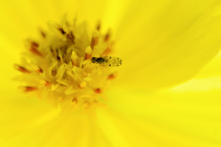 small insects on flower, an Animal Photo by yongkiet jitwattanatam