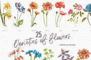 Wildflowers & Gardenflowers clipart, a Decorative Illustration by Ann Astro (Thumbnail 2 of 9)