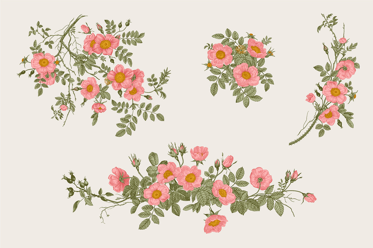 Wild Roses, a Decorative Illustration by olga.korneeva (Photo 6 of 24)