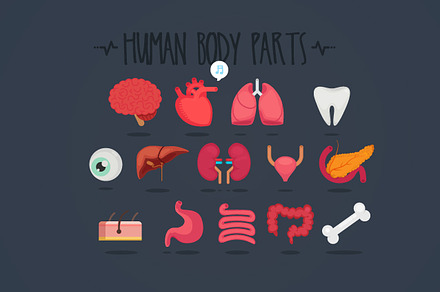14 Human body parts