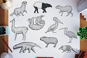 Birds and animals south america, an Animal Illustration by CGterminal (Thumbnail 1 of 6)