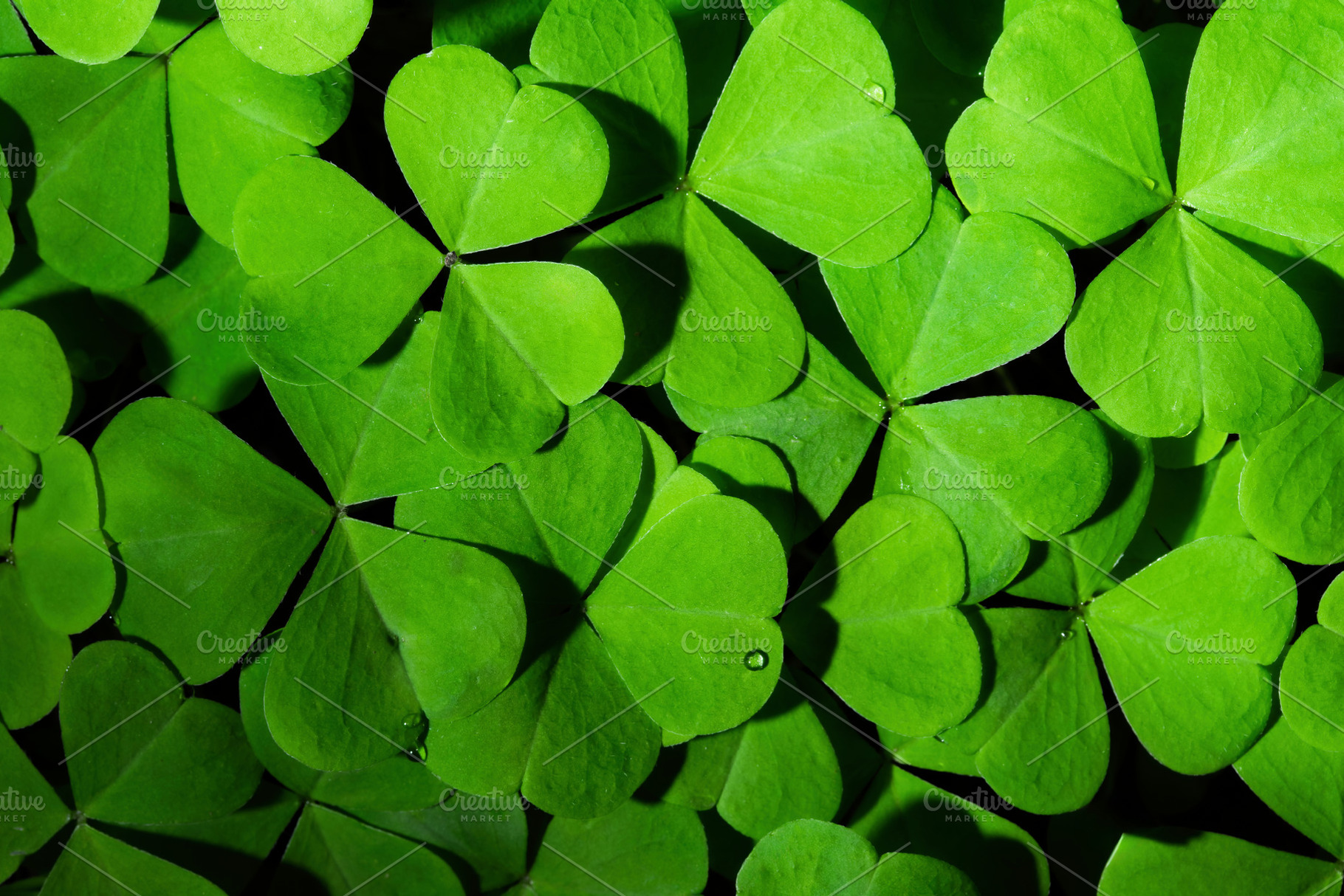 Green clover leaves illuminated by bright sunlight. Fresh shamrock foliage back, a Nature Photo by Eugene_Photo