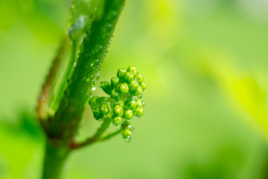 Vine grapes with water drops, a Nature Photo by Mark Borbely