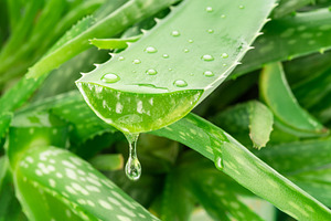 Aloe gel dropping from fresh aloe vera leaf cut. Aloe Vera plant, a Food & Drink Photo by Volff