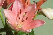 Pink lily flower over green stock photo containing flowers and petal, a Nature Photo by Alexander62 (Thumbnail 1 of 2)