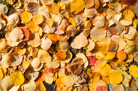 Autumn leaves as a background, an Abstract Photo by Landscape and travel