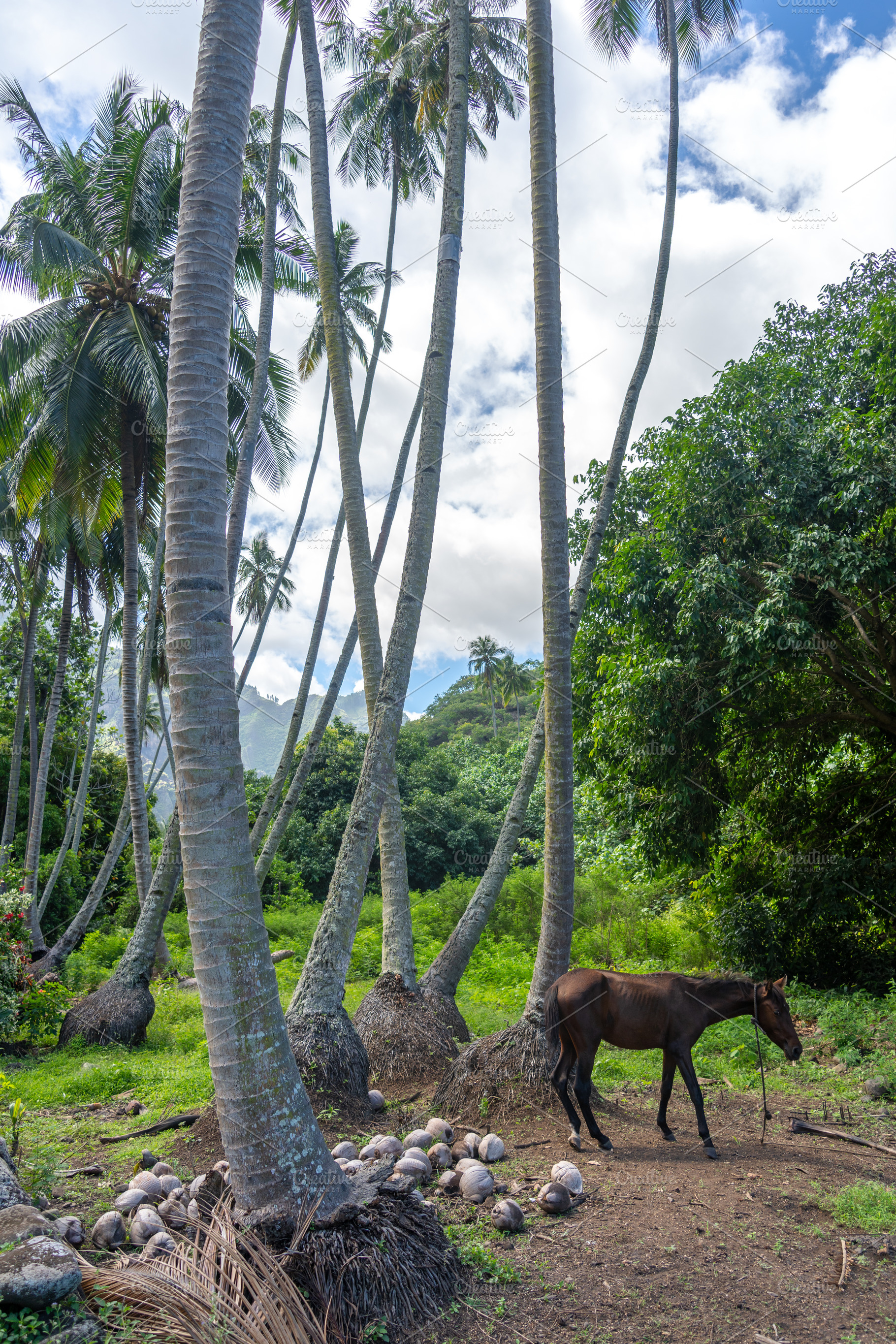 Horse standing under coconut trees in Nuku Hiva, Marquesas Islan, a Photo by GoodGoods