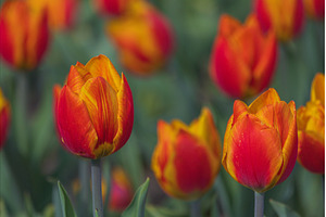 Bicolored red and yellow tulips in