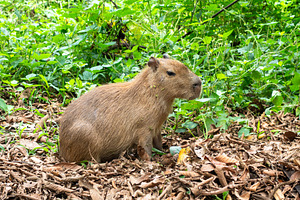 Capybara in Cuyabeno Reserve, Ecuadorian Amazon, an Animal Photo by GoodGoods