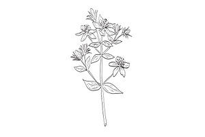 St. John's Wort Wild Plant Drawing