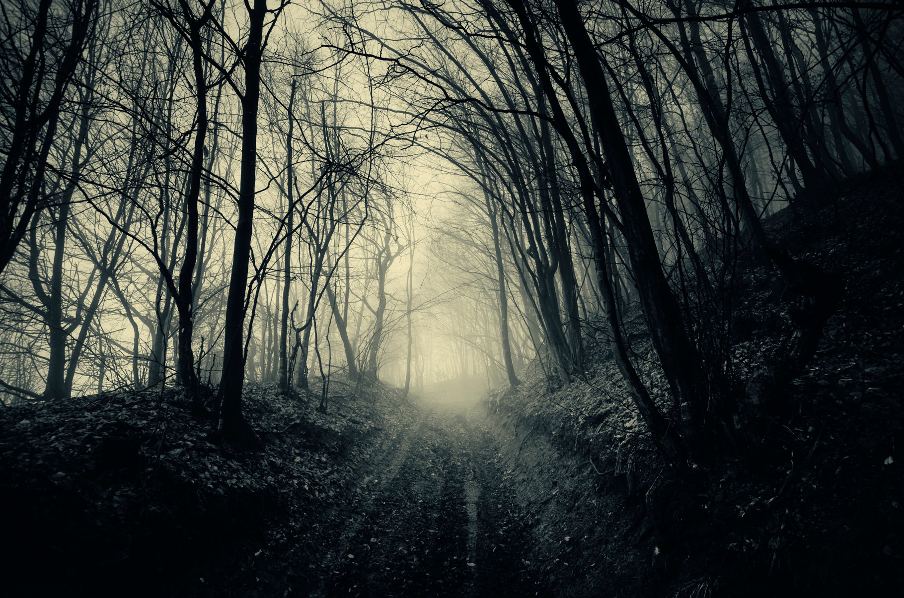 Path through haunted dark forest, a Nature Photo by Atmospheric visuals