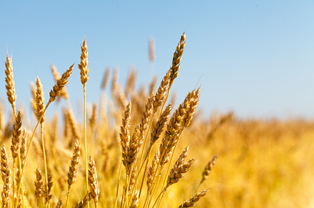 wheat field and blue sky, a Photo by Andrey Stock Photos