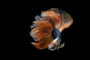 Siamese betta fish containing betta fish, betta, and salamander