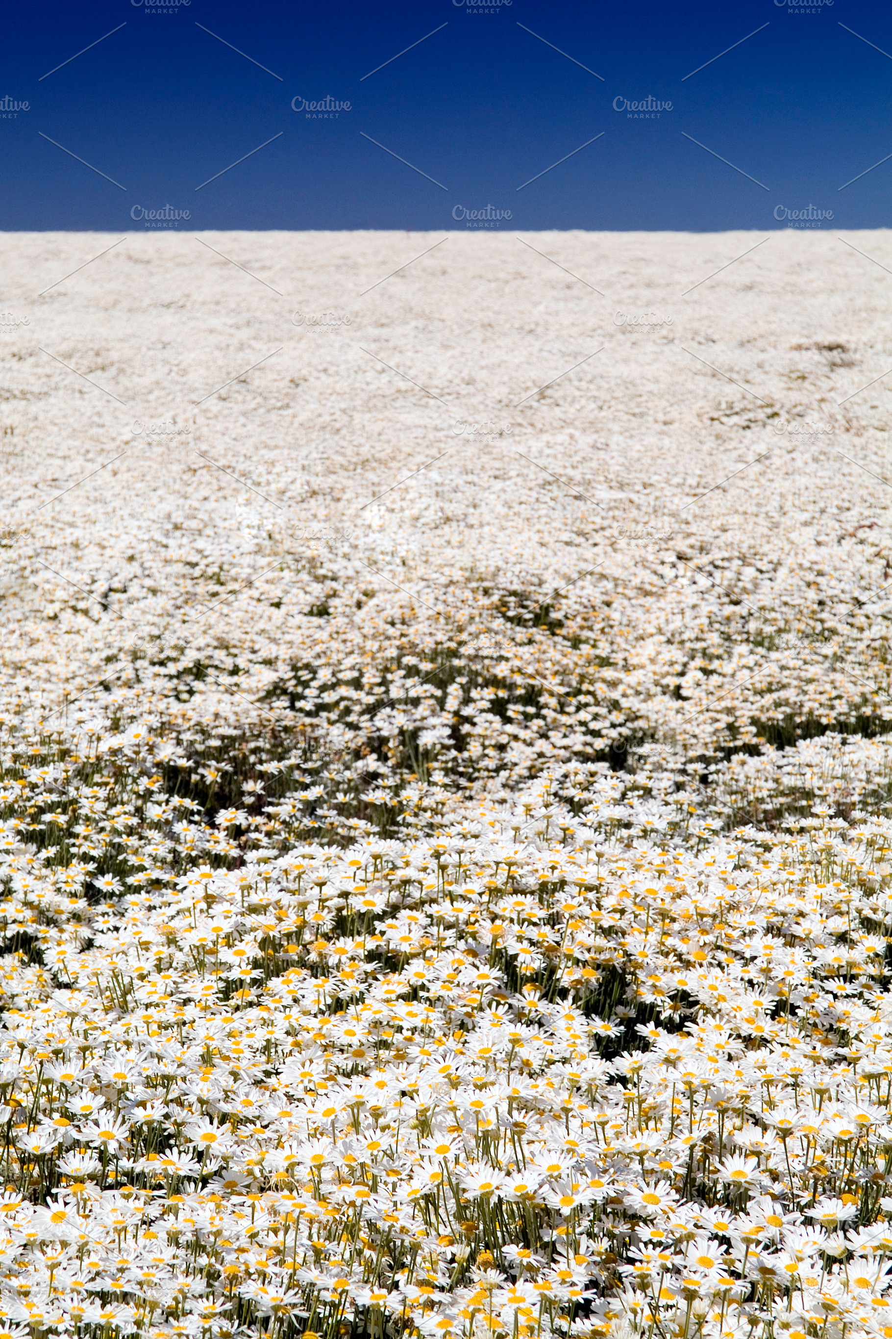 Field Of Daisy Flowers, a Nature Photo by THP Creative