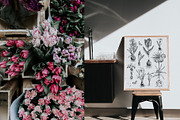 Spring Bulbous flowers, a Decorative Illustration by handsketched (Thumbnail 4 of 10)