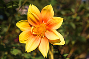 Colorful Garden Flower Photo Bundle, a Nature Photo by Silent Nature (Thumbnail 6 of 6)