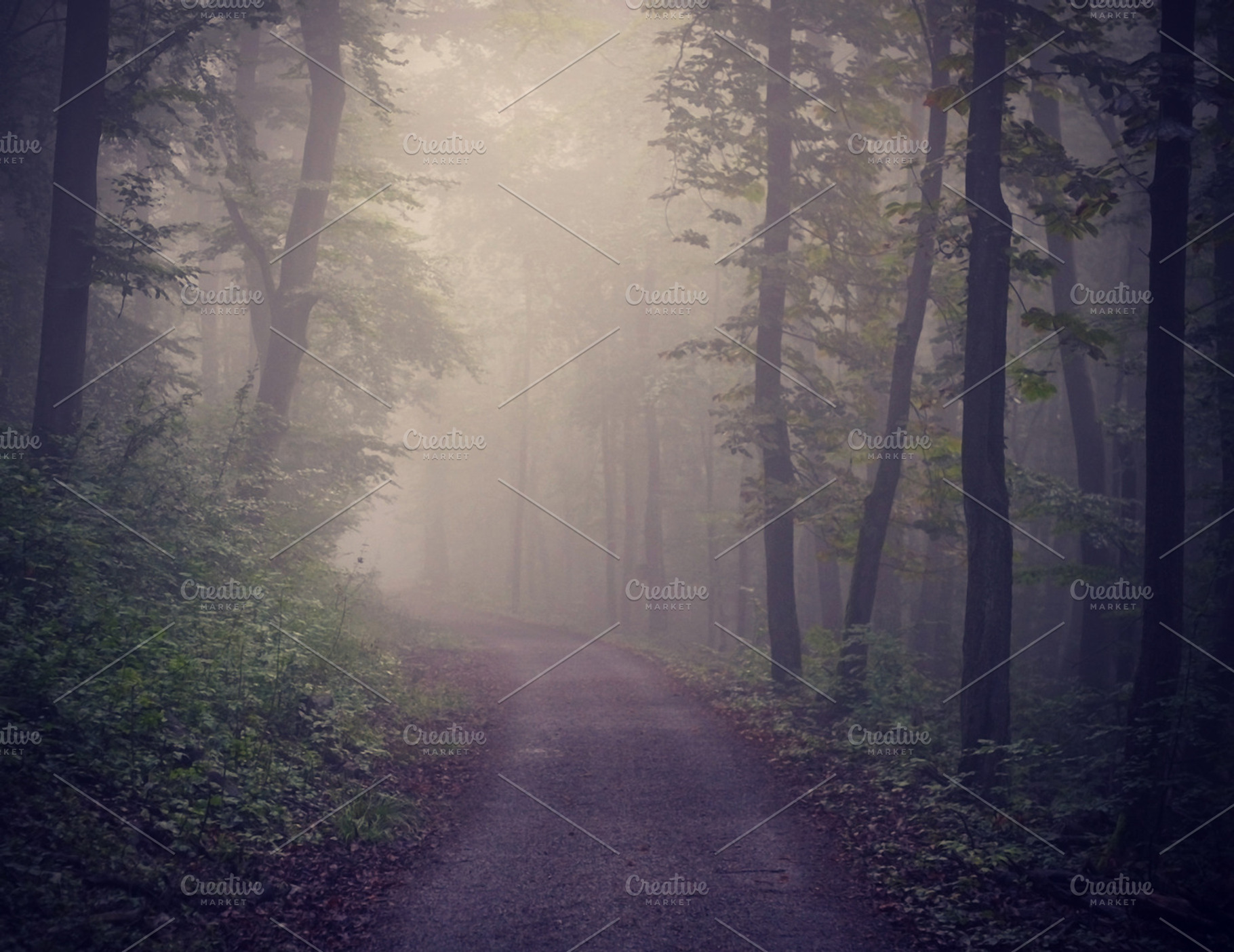 The Path Containing Forest Fog And Mist