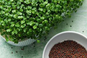 Fresh green microgreens growing next to a bowl of seeds, a Food & Drink Photo by Olena Rudo