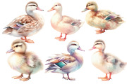 Watercolor Duck clipart, an Illustration by Designworld (Thumbnail 2 of 6)