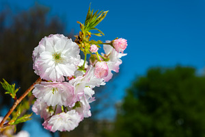 Close-up of soft pink and white cherry blossoms blooming on a tr, a Nature Photo by Ales Munt