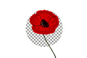 Watercolor Poppy Flowers, a Decorative Illustration by crafty (Thumbnail 2 of 11)