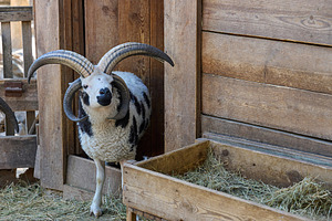 A sheep with large curled horns standing in a pen, an Animal Photo by ndanko
