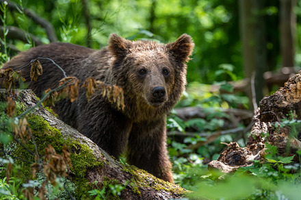 Wild Brown Bear in the summer forest. Animal in natural habitat., an Animal Photo by Byrdyak