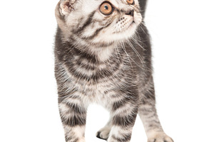 Little kitten Scottish fold cat, an Animal Photo by Vapi