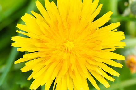 Dandelion yellow flower, a Nature Photo by Vapi