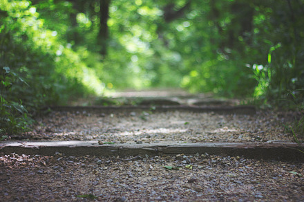 Lone Leaf Stock Photo Containing Leaf And Nature preview 5