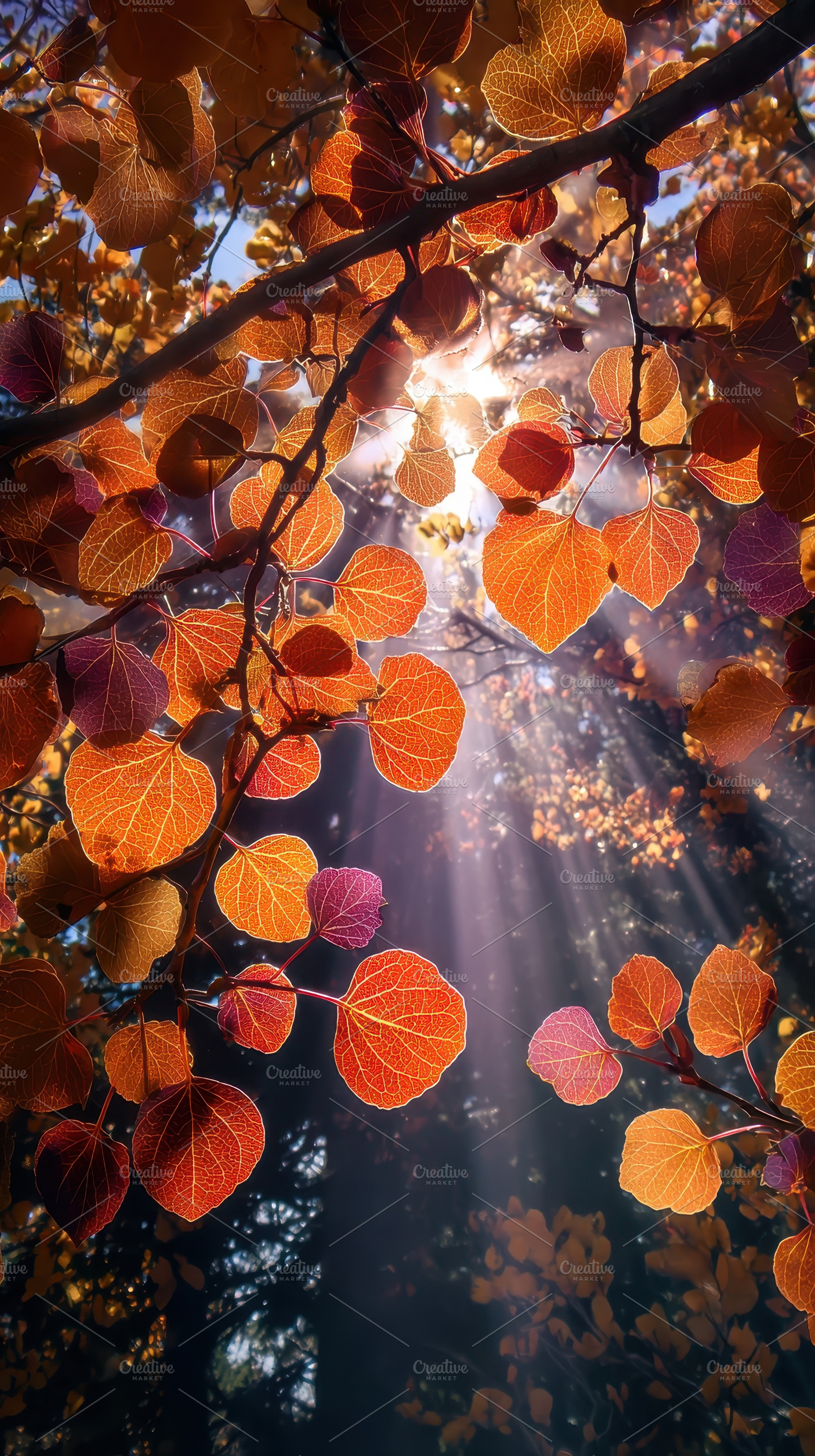 Autumn leaves backlit by sunlight na, a Photo by Pixeness Studio