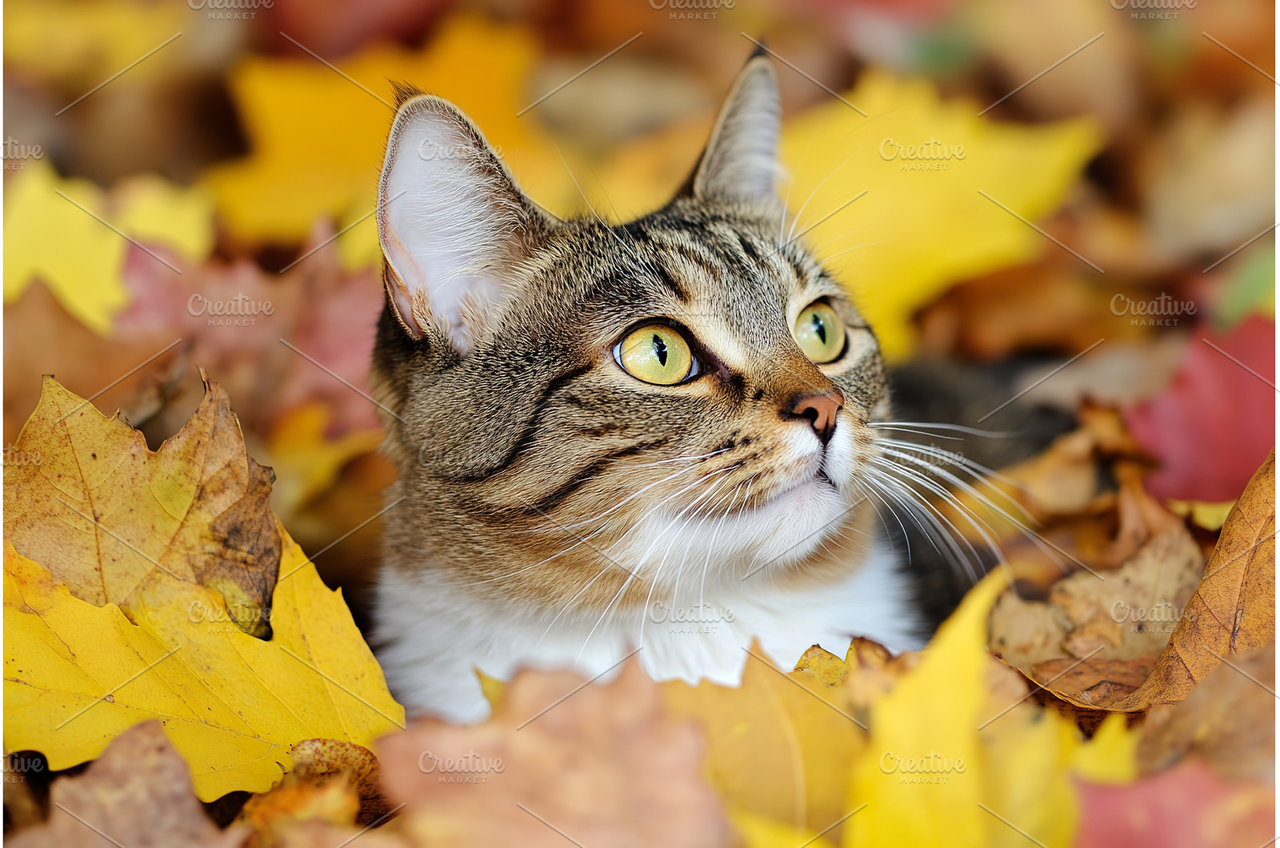 Tabby cat sits nestled among, an Animal Photo by Lermont51