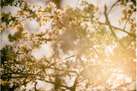 Abstract spring background, a Nature Photo by Nature and travel