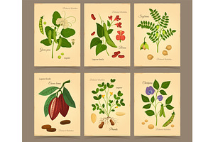 Cartoon legumes cards. Vintage, a Food Illustration by YummyBuum