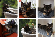 6 Image Bundle: Tortie Kitten, an Animal Photo by Happiestscone Photography (Thumbnail 2 of 2)
