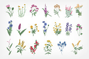 Wild flowers,herbs,herbaceous plants, a Texture Illustration by Good Studio (Thumbnail 2 of 22)
